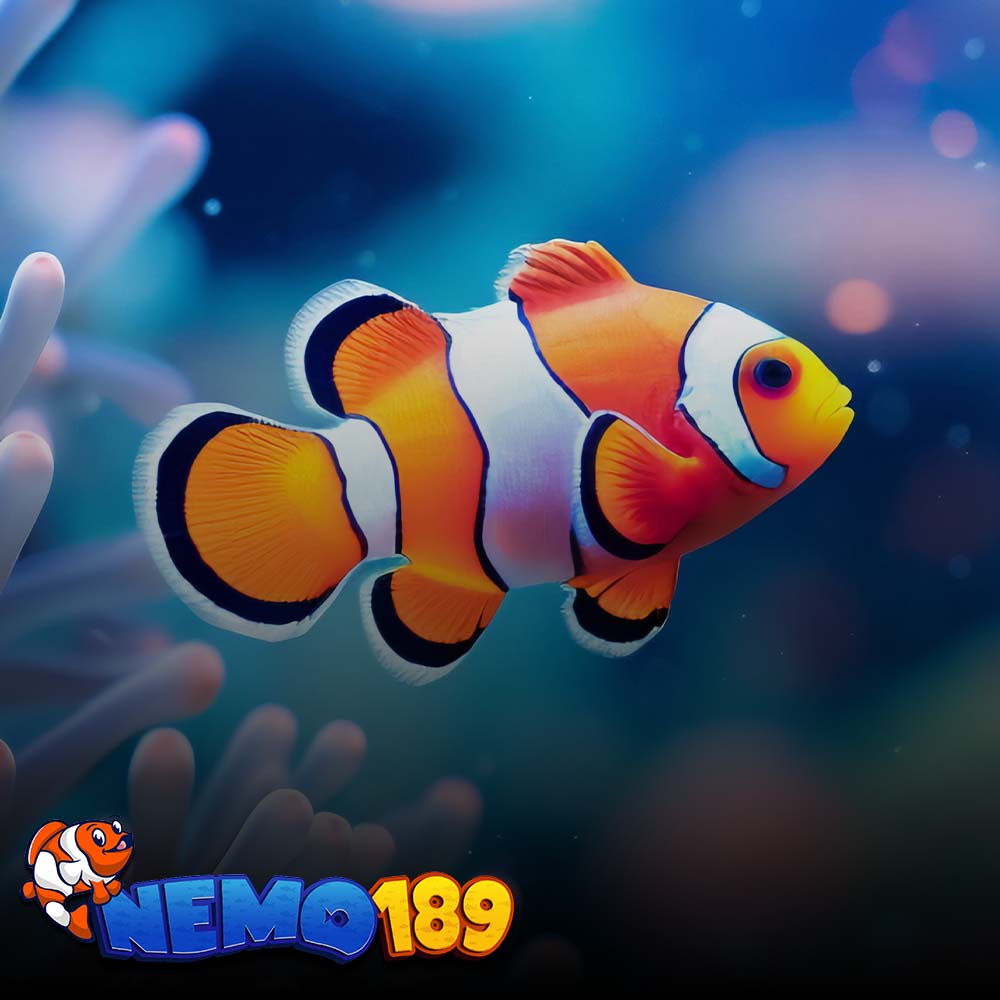 Nemo189 : Sistem Olahraga SABA Modern dengan Optimalisasi 2026